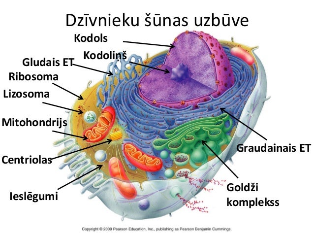 Anatomija ievads - atkārtojums par šūnu un audiem