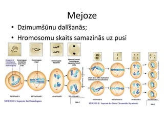 MejozeDzimumšūnu dalīšanās;Hromosomu skaits samazinās uz pusi