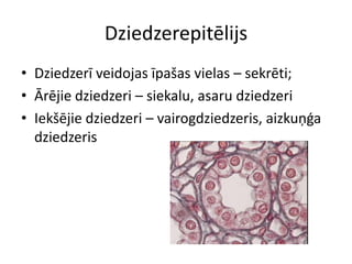 DziedzerepitēlijsDziedzerī veidojas īpašas vielas – sekrēti;Ārējie dziedzeri – siekalu, asaru dziedzeriIekšējie dziedzeri – vairogdziedzeris, aizkuņģa dziedzeris