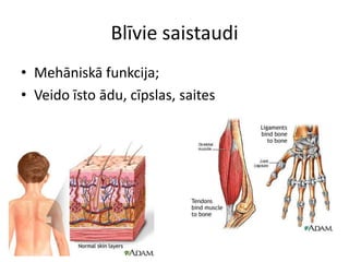 Blīvie saistaudiMehāniskā funkcija;Veido īsto ādu, cīpslas, saites