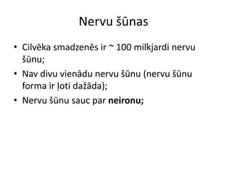 Nervu šūnasCilvēka smadzenēs ir ~ 100 milkjardi nervu šūnu;Nav divu vienādu nervu šūnu (nervu šūnu forma ir ļoti dažāda);Nervu šūnu sauc par neironu;