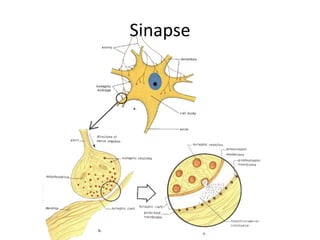 Sinapse