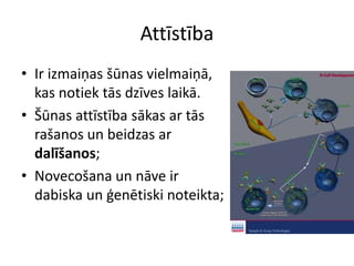 AttīstībaIr izmaiņas šūnas vielmaiņā, kas notiek tās dzīves laikā.Šūnas attīstība sākas ar tās rašanos un beidzas ar dalīšanos;Novecošana un nāve ir dabiska un ģenētiski noteikta;