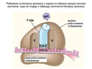 Рибозоми су ћелијске органеле у којима се обавља процес синтезе 
протеина, тада се спајају и образују комплетну ћелијску органелу 
 