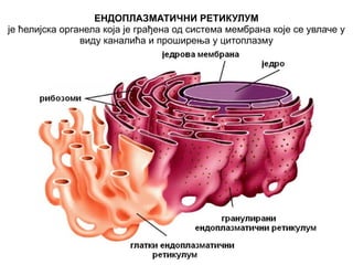ЕНДОПЛАЗМАТИЧНИ РЕТИКУЛУМ 
је ћелијска органела која је грађена од система мембрана које се увлаче у 
виду каналића и проширења у цитоплазму 
 