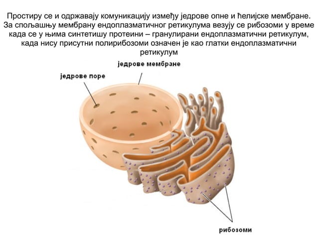 Anatomija celija i tkivo | PPT