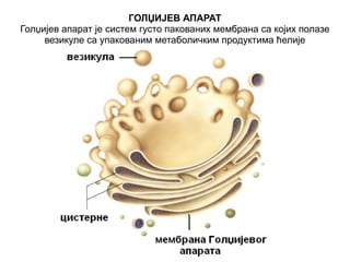 ГОЛЏИЈЕВ АПАРАТ 
Голџијев апарат је систем густо пакованих мембрана са којих полазе 
везикуле са упакованим метаболичким продуктима ћелије 
 