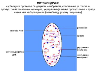 МИТОХОНДРИЈЕ 
су ћелијске органеле са двојном мембраном, спољашња је глатка и 
пропустљива за велике молекуле, унутрашња је мање пропустљива и гради 
читав низ набора-кристе (повећавају укупну површину) 
 
