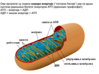Ове органеле су главни извори енергије (‘’топлане ћелије’’) јер се врши 
синтеза једињења богатог енергијом АТП (аденозин трифосфат) 
АТП – енергија = АДП 
АДП + вишак енергије = АТП 
 