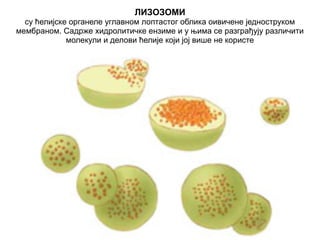 ЛИЗОЗОМИ 
су ћелијске органеле углавном лоптастог облика оивичене једноструком 
мембраном. Садрже хидролитичке ензиме и у њима се разграђују различити 
молекули и делови ћелије који јој више не користе 
 