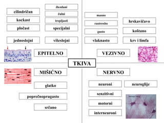 žlezdani 
čulni 
trepljasti 
specijalni 
cilindričan 
kockast 
jednoslojni višeslojni 
masno 
rastresito 
gusto 
EPITELNO VEZIVNO 
TKIVA 
MIŠIĆNO NERVNO 
pločast 
hrskavičavo 
koštano 
vlaknasto krv i limfa 
glatko 
poprečnoprugasto 
srčano 
neuroni neuroglije 
senzitivni 
motorni 
interneuroni 
 