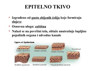 EPITELNO TKIVO 
• Izgrađeno od gusto zbijenih ćelija koje formiraju 
slojeve 
• Osnovna uloga: zaštitna 
• Nalazi se na površini tela, oblaže unutrašnje šupljine 
pojedinih organa i odvodne kanale 
 