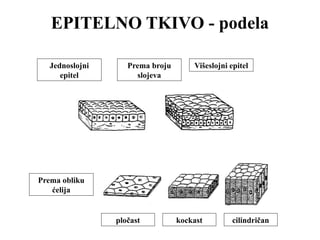 EPITELNO TKIVO - podela 
Jednoslojni 
epitel 
Prema broju Višeslojni epitel 
slojeva 
Prema obliku 
ćelija 
pločast kockast cilindričan 
 
