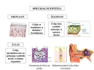 SPECIJALNI EPITELI 
TREPLJAST 
ČULNI 
ŽLEZDANI 
Ćelije sa 
trepljama; u 
dušniku i 
bronhijama 
Ćelije luče 
različite 
materije; u 
sastavu 
žlezda 
Ćelije 
specijalizovane za 
primanje različtih 
draži; u čulnim 
organima 
Gustatorna kvržica na 
jeziku 
Mehanoreceptori čula sluha 
i ravnoteže 
 