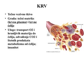 KRV 
• Tečno vezivno tkivo 
• Građa: tečni matriks 
(krvna plazma) i krvne 
ćelije 
• Uloge: transport O2 i 
hranljivih materija do 
ćelija, odvođenje CO2 i 
štetnih produkata 
metabolizma od ćelija; 
imunitet 
 