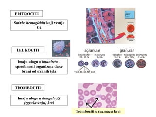 ERITROCITI 
Sadrže hemoglobin koji vezuje 
O2 
LEUKOCITI 
Imaju ulogu u imunitetu – 
sposobnosti organizma da se 
brani od stranih tela 
TROMBOCITI 
Imaju ulogu u koagulaciji 
(zgrušavanju) krvi 
Trombociti u razmazu krvi 
 