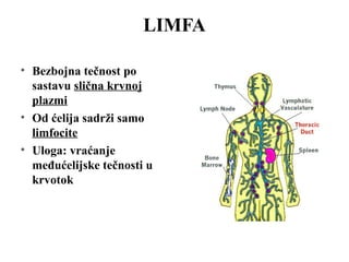 LIMFA 
• Bezbojna tečnost po 
sastavu slična krvnoj 
plazmi 
• Od ćelija sadrži samo 
limfocite 
• Uloga: vraćanje 
međućelijske tečnosti u 
krvotok 
 