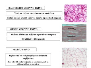 RASTRESITO VEZIVNO TKIVO 
Vezivna vlakna su razbacana u matriksu 
Nalazi se oko krvnih sudova, nerava i pojedinih organa 
GUSTO VEZIVNO TKIVO 
Vezivna vlakna su zbijena u paralelne snopove 
Gradi tetive i ligamente 
MASNO TKIVO 
Izgrađeno od ćelija ispunjenih masnim 
kapljicama 
Kod odraslih osoba broj ćelija je konstantan, dok je 
njihova veličina promenljiva 
 