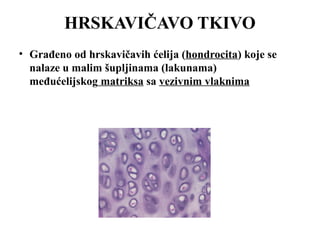 HRSKAVIČAVO TKIVO 
• Građeno od hrskavičavih ćelija (hondrocita) koje se 
nalaze u malim šupljinama (lakunama) 
međućelijskog matriksa sa vezivnim vlaknima 
 