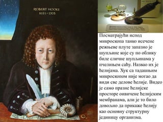 Посматрајући испод 
микроскопа танко исечене 
режњеве плуте запазио је 
шупљине које су по облику 
биле сличне шупљинама у 
пчелињем саћу. Назвао их је 
ћелијама. Хук са тадашњим 
микроскопом није могао да 
види све делове ћелије. Видео 
је само празне ћелијске 
просторе оивичене ћелијским 
мембранама, али је то било 
довољно да прикаже ћелију 
као основну структурну 
јединицу организма. 
 