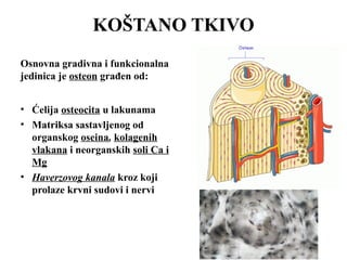 KOŠTANO TKIVO 
Osnovna gradivna i funkcionalna 
jedinica je osteon građen od: 
• Ćelija osteocita u lakunama 
• Matriksa sastavljenog od 
organskog oseina, kolagenih 
vlakana i neorganskih soli Ca i 
Mg 
• Haverzovog kanala kroz koji 
prolaze krvni sudovi i nervi 
 