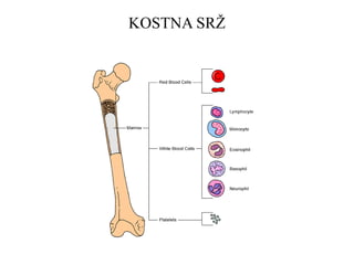 KOSTNA SRŽ 
 