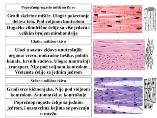 Poprečnoprugasto mišićno tkivo 
Gradi skeletne mišiće. Uloga: pokretanje 
delova tela. Pod voljnom kontrolom 
Dugačke cilindrične ćelije sa više jedara i 
velikim brojem mitohondrija 
Glatko mišićno tkivo 
Ulazi u sastav zidova unutrašnjih 
organa: creva, mokraćne bešike, polnih 
kanala, krvnih sudova. Uloga: unutrašnji 
transport. Nije pod voljnom kontrolom 
Vretenste ćelije sa jednim jedrom 
Srčano mišićno tkivo 
Gradi srce kičmenjaka. Nije pod voljnom 
kontrolom. Automatski se kontrahuje 
Poprečnoprugaste ćelije sa jednim 
jedrom, i nastavcima kojima se povezuju 
u mrežu 
 