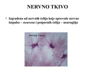 NERVNO TKIVO 
• Izgrađeno od nervnih ćelija koje sprovode nervne 
impulse – neurona i potpornih ćelija – neuroglija 
 