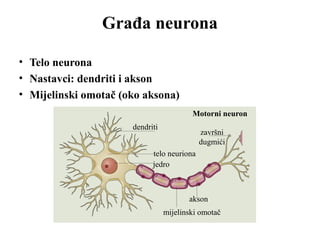 Građa neurona 
• Telo neurona 
• Nastavci: dendriti i akson 
• Mijelinski omotač (oko aksona) 
dendriti 
Motorni neuron 
telo neuriona 
jedro 
završni 
dugmići 
akson 
mijelinski omotač 
 