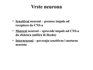 Vrste neurona 
• Senzitivni neuroni – prenose impuls od 
receptora do CNS-a 
• Motorni neuroni – sprovode impuls od CNS-a 
do efektora (mišića ili žlezda) 
• Interneuroni – povezuju senzitivne i motorne 
neurone 
 