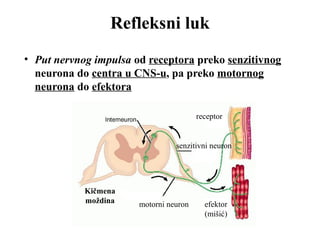 Refleksni luk 
• Put nervnog impulsa od receptora preko senzitivnog 
neurona do centra u CNS-u, pa preko motornog 
neurona do efektora 
senzitivni neuron 
motorni neuron 
receptor 
efektor 
(mišić) 
Kičmena 
moždina 
 