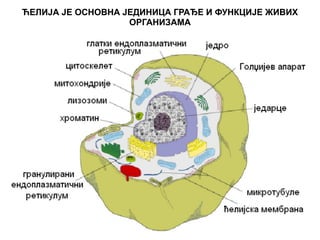 ЋЕЛИЈА ЈЕ ОСНОВНА ЈЕДИНИЦА ГРАЂЕ И ФУНКЦИЈЕ ЖИВИХ 
ОРГАНИЗАМА 
 