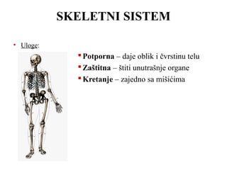 SKELETNI SISTEM 
• Uloge: 
Potporna – daje oblik i čvrstinu telu 
Zaštitna – štiti unutrašnje organe 
Kretanje – zajedno sa mišićima 
 
