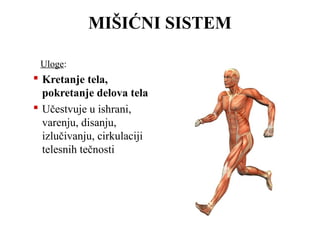 MIŠIĆNI SISTEM 
Uloge: 
 Kretanje tela, 
pokretanje delova tela 
 Učestvuje u ishrani, 
varenju, disanju, 
izlučivanju, cirkulaciji 
telesnih tečnosti 
 