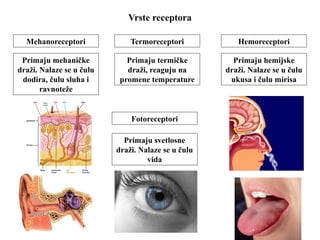 Vrste receptora 
Mehanoreceptori 
Primaju mehaničke 
draži. Nalaze se u čulu 
dodira, čulu sluha i 
ravnoteže 
Termoreceptori 
Primaju termičke 
draži, reaguju na 
promene temperature 
Fotoreceptori 
Primaju svetlosne 
draži. Nalaze se u čulu 
vida 
Hemoreceptori 
Primaju hemijske 
draži. Nalaze se u čulu 
ukusa i čulu mirisa 
 