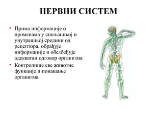 НЕРВНИ СИСТЕМ 
• Прима информације о 
променама у спољашњој и 
унутрашњој средини од 
рецептора, обрађује 
информације и обезбеђује 
адекватан одговор организма 
• Контролише све животне 
функције и понашање 
организма 
 