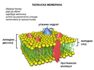 ЋЕЛИЈСКА МЕМБРАНА 
обавија ћелију 
даје јој облик 
одређује величину 
штити од различитих утицаја 
селективно је пропустљива 
 