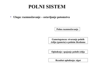 POLNI SISTEM 
• Uloga: razmnožavanje – ostavljanje potomstva 
Polno razmnožavanje 
Gametogeneza: stvaranje polnih 
ćelija (gameta) u polnim žlezdama 
Oplođenje: spajanje polnih ćelija 
Rezultat oplođenja: zigot 
 