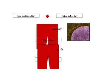 Spermatozoid (n) Jajna ćelija (n) 
oplođenje 
Zigot (2n) 
Embrion (2n) 
razviće 
