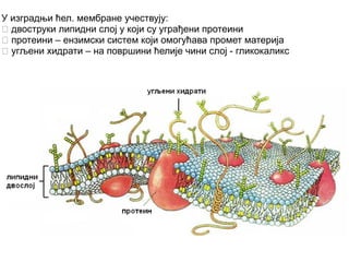 У изградњи ћел. мембране учествују: 
 двоструки липидни слој у који су уграђени протеини 
 протеини – ензимски систем који омогућава промет материја 
 угљени хидрати – на површини ћелије чини слој - гликокаликс 
 