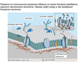 Размена са спољашњом средином обавља се преко ћелијске мембране, 
односно протеинских молекула. Овакву грађу имају и све мембране 
ћелијских органела 
 