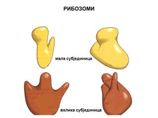 РИБОЗОМИ 
 