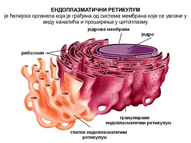 Anatomija celija i tkivo