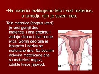 -Na materici razlikujemo telo i vrat materice,
a izmedju njih je suzeni deo.
-Telo materice (corpus uteri)
je veci gornji deo
materice, i ima prednju i
zadnju stranu i dve bocne
ivice. Gornji deo tela je
ispupcen i naziva se
matericno dno. Na bocnim
delovim matericnog dna
su matericni rogovi,
odakle krece jajovod.
 