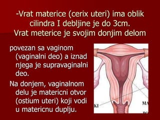 -Vrat materice (cerix uteri) ima oblik
cilindra I debljine je do 3cm.
Vrat meterice je svojim donjim delom
povezan sa vaginom
(vaginalni deo) a iznad
njega je supravaginalni
deo.
Na donjem, vaginalnom
delu je matericni otvor
(ostium uteri) koji vodi
u matericnu duplju.
 