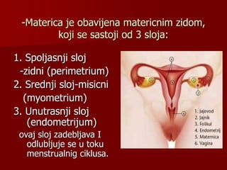 -Materica je obavijena matericnim zidom,
koji se sastoji od 3 sloja:
1. Spoljasnji sloj
-zidni (perimetrium)
2. Srednji sloj-misicni
(myometrium)
3. Unutrasnji sloj
(endometrijum)
ovaj sloj zadebljava I
odlubljuje se u toku
menstrualnig ciklusa.
 