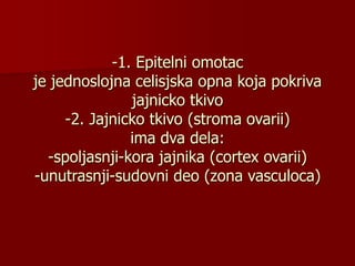 -1. Epitelni omotac
je jednoslojna celisjska opna koja pokriva
jajnicko tkivo
-2. Jajnicko tkivo (stroma ovarii)
ima dva dela:
-spoljasnji-kora jajnika (cortex ovarii)
-unutrasnji-sudovni deo (zona vasculoca)
 