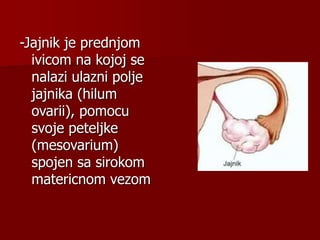 -Jajnik je prednjom
ivicom na kojoj se
nalazi ulazni polje
jajnika (hilum
ovarii), pomocu
svoje peteljke
(mesovarium)
spojen sa sirokom
matericnom vezom
 