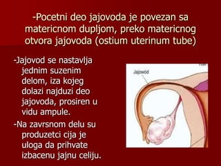 -Pocetni deo jajovoda je povezan sa
matericnom dupljom, preko matericnog
otvora jajovoda (ostium uterinum tube)
-Jajovod se nastavlja
jednim suzenim
delom, iza kojeg
dolazi najduzi deo
jajovoda, prosiren u
vidu ampule.
-Na zavrsnom delu su
produzetci cija je
uloga da prihvate
izbacenu jajnu celiju.
 