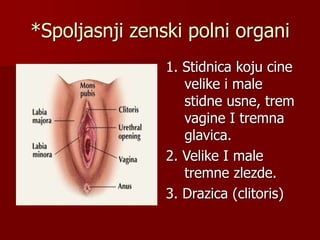 Anatomija ženskih polnih organa